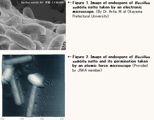 bacillus natto