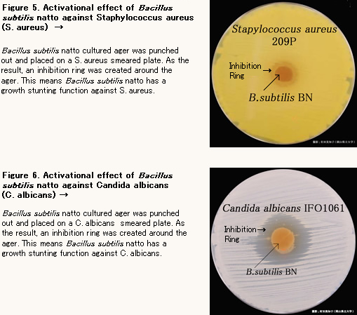 bacillus natto