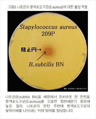 그림5 나토균의 황색포도구균(S.aureus)에 대한 활성 작용
